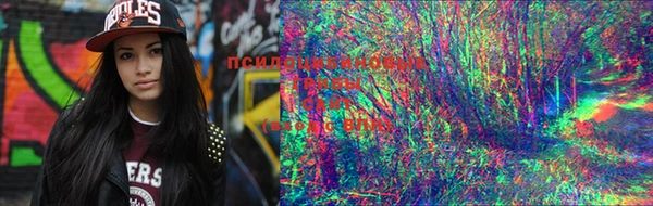 PSILOCYBIN Балабаново